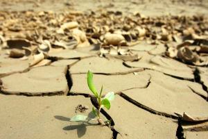 planta